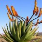 ALOE Marlothii Garden Plants Rare Potted Plants 10 PCS Seeds