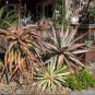 ALOE Marlothii Garden Plants Rare Potted Plants 10 PCS Seeds