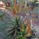 Aloe Mix Succulents Garden Plants 100 PCS Seeds Aloe Mix Succulents Garden Plants 100 PCS Seeds