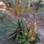 Aloe Mix Succulents Garden Plants 100 PCS Seeds