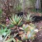 Aloe Mix Succulents Garden Plants 100 PCS Seeds