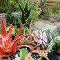 Aloe Mix Succulents Garden Plants 100 PCS Seeds