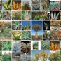 Aloe Mix Succulents Garden Plants 100 PCS Seeds