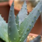 Aloe Mixed Seeds Succulents Garden Plants 10 PCS Seeds Aloe Mixed Seeds Succulents Garden Plants 10 PCS Seeds