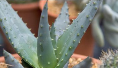 Aloe Mixed Seeds Succulents Garden Plants 10 PCS Seeds