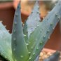 Aloe Mixed Seeds Succulents Garden Plants 10 PCS Seeds