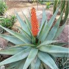 Aloe Mudenensis Succulents Garden Plants 10 PCS Seeds