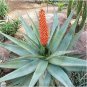 Aloe Mudenensis Succulents Garden Plants 10 PCS Seeds