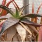 Aloe Mudenensis Succulents Garden Plants 10 PCS Seeds