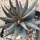 ALOE Parvula Garden Plants Rare Potted Plants 10 PCS Seeds ALOE Parvula Garden Plants Rare Potted Plants 10 PCS Seeds