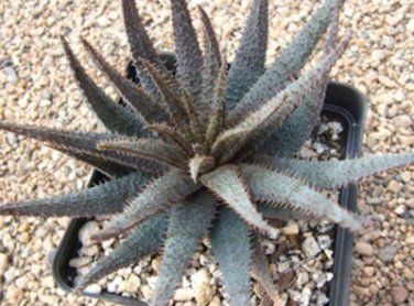 ALOE Parvula Garden Plants Rare Potted Plants 10 PCS Seeds