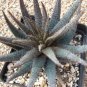 ALOE Parvula Garden Plants Rare Potted Plants 10 PCS Seeds