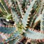 ALOE Parvula Garden Plants Rare Potted Plants 10 PCS Seeds