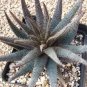 ALOE Parvula Garden Plants Rare Potted Plants 10 PCS Seeds