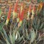 Aloe petricola Succulents Garden Plants 10 PCS Seeds