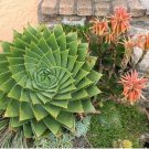 Aloe polyphylla Pillans Bonsai Rare Spiral Aloe Flower 200 PCS Seeds