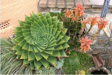 Aloe polyphylla Pillans Bonsai Rare Spiral Aloe Flower 200 PCS Seeds