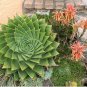 Aloe polyphylla Pillans Bonsai Rare Spiral Aloe Flower 200 PCS Seeds