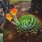 Aloe polyphylla Pillans Bonsai Rare Spiral Aloe Flower 200 PCS Seeds