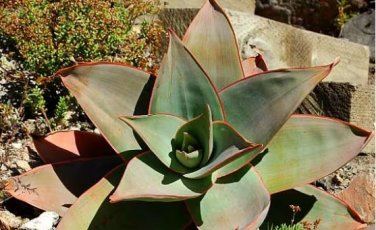 ALOE Pretoriensis Garden Plants Rare Potted Plants 10 PCS Seeds