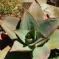 ALOE Pretoriensis Garden Plants Rare Potted Plants 10 PCS Seeds