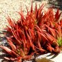 ALOE Pretoriensis Garden Plants Rare Potted Plants 10 PCS Seeds