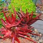 ALOE Pretoriensis Garden Plants Rare Potted Plants 10 PCS Seeds