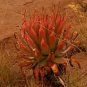 ALOE Pretoriensis Garden Plants Rare Potted Plants 10 PCS Seeds