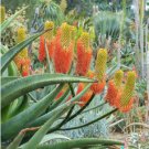 Aloe rupestris Succulents Garden Plants Seeds Century Plant 10 PCS Seeds