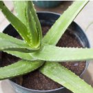 Aloe Seeds Houseplants Succulent Aloe Vera Green Color 200 PCS Seeds Aloe Seeds Houseplants Succulent Aloe Vera Green Color 200 PCS Seeds