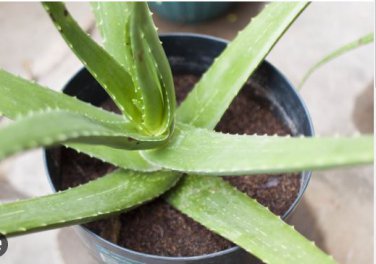 Aloe Seeds Houseplants Succulent Aloe Vera Green Color 200 PCS Seeds