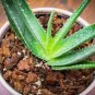 Aloe Seeds Houseplants Succulent Aloe Vera Green Color 200 PCS Seeds