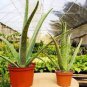 Aloe Seeds Houseplants Succulent Aloe Vera Green Color 200 PCS Seeds