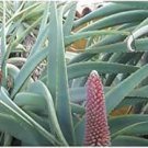 Aloe speciosa Succulents Garden Plants 10 PCS Seeds Aloe speciosa Succulents Garden Plants 10 PCS Seeds