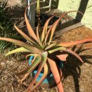 Aloe spicata Succulent Garden Plants 10 PCS Seeds Aloe spicata Succulent Garden Plants 10 PCS Seeds