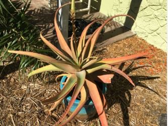 Aloe spicata Succulent Garden Plants 10 PCS Seeds