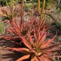 Aloe spicata Succulent Garden Plants 10 PCS Seeds