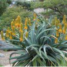 Aloe thraskii Succulents Garden Plants Seeds Century Plant 10 PCS Seeds