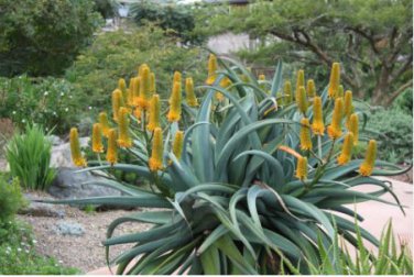 Aloe thraskii Succulents Garden Plants Seeds Century Plant 10 PCS Seeds