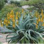 Aloe thraskii Succulents Garden Plants Seeds Century Plant 10 PCS Seeds