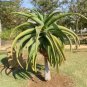Aloe thraskii Succulents Garden Plants Seeds Century Plant 10 PCS Seeds