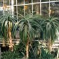 Aloe thraskii Succulents Garden Plants Seeds Century Plant 10 PCS Seeds