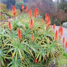 ALOE turkanensis Succulent Garden Plants 10 PCS Seeds ALOE turkanensis Succulent Garden Plants 10 PCS Seeds