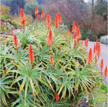 ALOE turkanensis Succulent Garden Plants 10 PCS Seeds