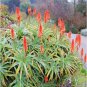 ALOE turkanensis Succulent Garden Plants 10 PCS Seeds