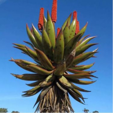 Aloe Turtle Boss Aloe BITTER ALOE Red Aloe 10 PCS Seeds