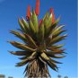Aloe Turtle Boss Aloe BITTER ALOE Red Aloe 10 PCS Seeds