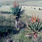 Aloe Turtle Boss Aloe BITTER ALOE Red Aloe 10 PCS Seeds