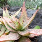 Aloe umfoloziensis Succulents Garden Plants 10 PCS Seeds Aloe umfoloziensis Succulents Garden Plants 10 PCS Seeds