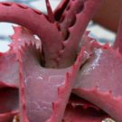 ALOE vanbalenii 2 PCS Seeds